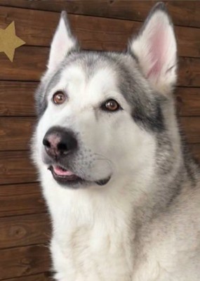 耳掃除中のアランちゃん4