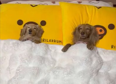 Mダックスフンド