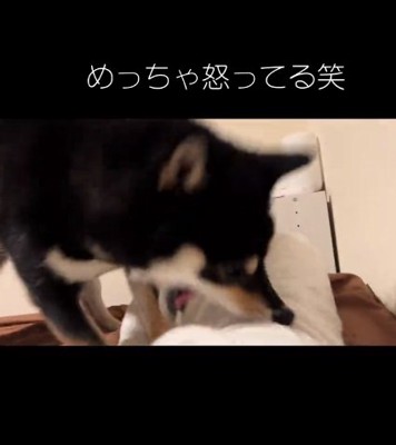 口を開けて怒るヨルちゃん