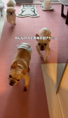 家族犬に続いて、飼い主の居る方へ歩き出すフレンチブルドッグ
