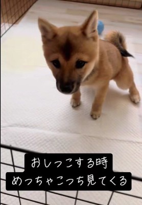 トイレが成功したときは