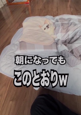 朝のこめちゃんの様子