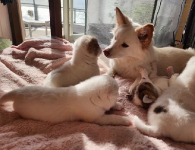 母性溢れるふうちゃん