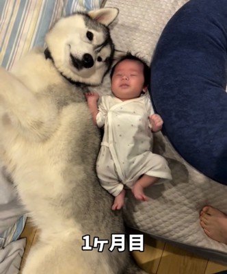 赤ちゃんの隣で寝転ぶ犬