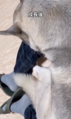 アシㇼちゃんの成長前と成長後⑩