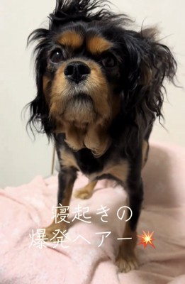 カメラをじっと見つめる犬