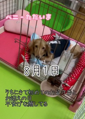 ケージに入る犬