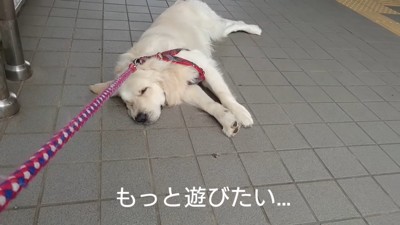 車に乗るのを拒否するギンちゃん9