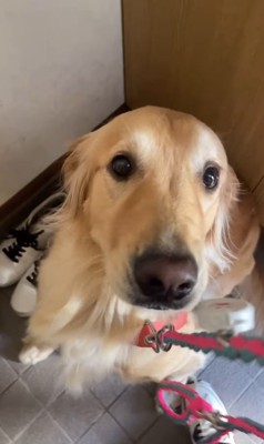 おじいちゃんの家に来たまるちゃん