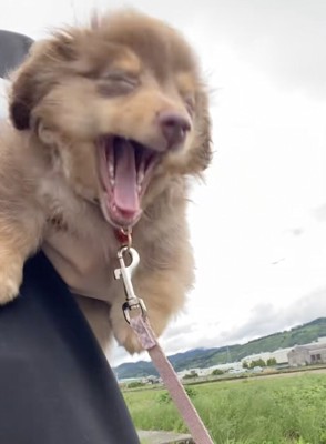 眠いけど、お散歩へGO!