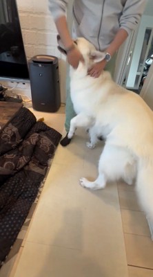 犬の顔を撫でる男性