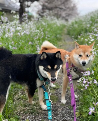仲睦まじい2匹でした