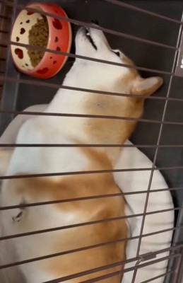 不思議な格好で眠る柴犬