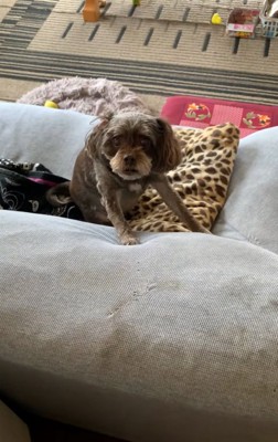 うなるペコちゃん