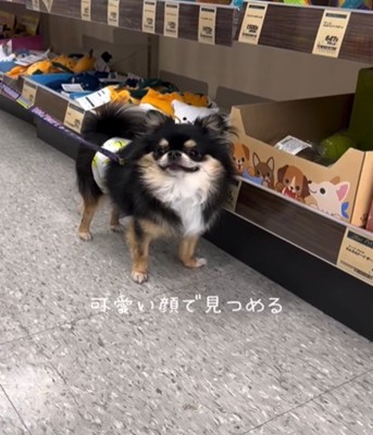 笑顔の犬1