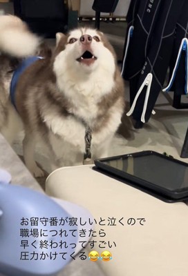 飼い主さんの職場にきたブルちゃん