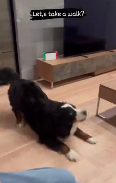 プレイバウの姿勢をとるバーニーズマウンテンドッグ