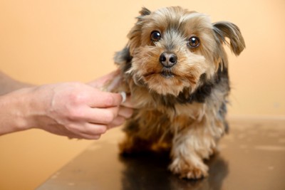 採血を受ける犬、腕の消毒