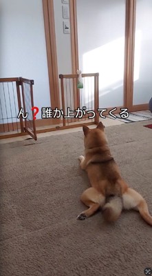 ドアの前でくつろぐ犬