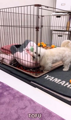 とうふちゃんの聞き間違い