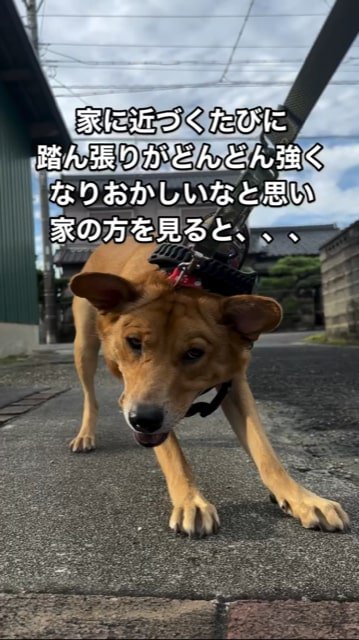 リードを引っ張られる犬