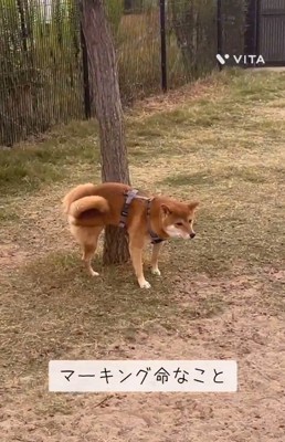 マーキングするキョロスケくん