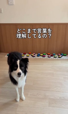 サンゴくんの言葉の理解度を検証