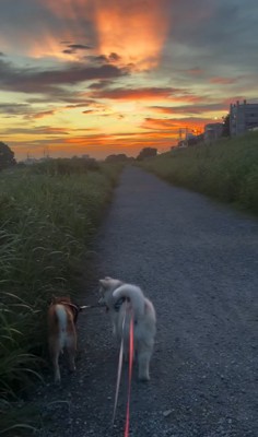 一緒に散歩する犬たち