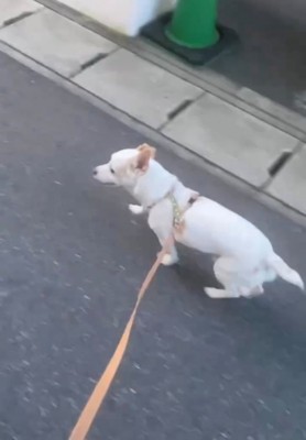 リードを付けて歩く犬