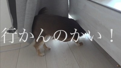 うにちゃんのお散歩拒否5