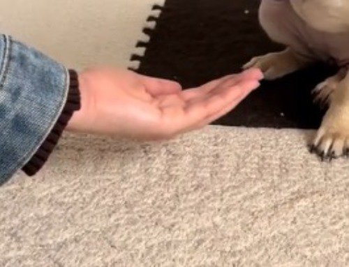 子犬の前に手のひらを置く飼い主