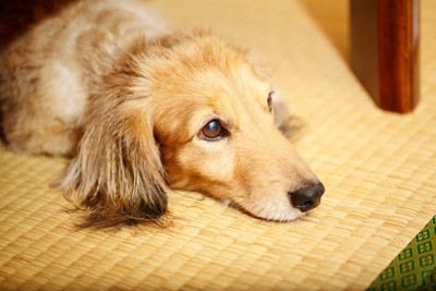 伏せる犬