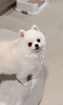 パパさんの気配を察知!