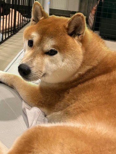 複雑な表情を浮かべるゴマちゃん