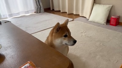 座る犬