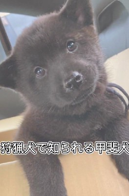 甲斐犬の飼育にチャレンジ