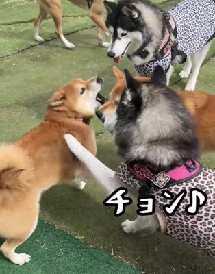 前脚を添えられる柴犬