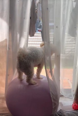 ボールの上に立ちました！