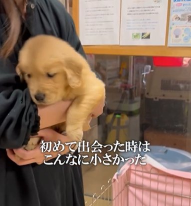 女性に抱っこされるゴールデンレトリバーの赤ちゃん