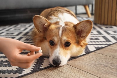 フードボウルと薬と犬