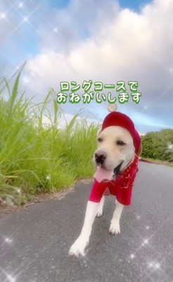 笑顔でお散歩する大型犬