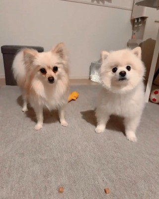 ウニちゃんとベアくん