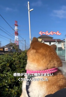 振り返るくうちゃん