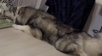 顔を入れたままの犬