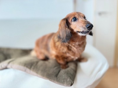 ソファに登る老犬
