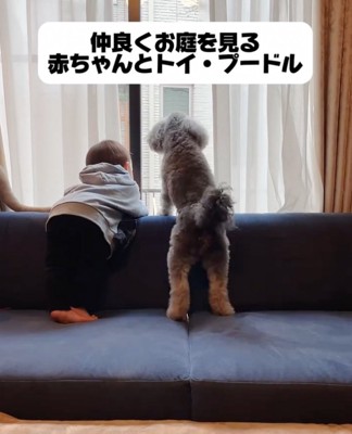 窓から眺める犬と赤ちゃん