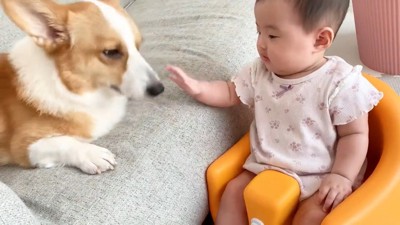 犬を触ろうとする赤ちゃん