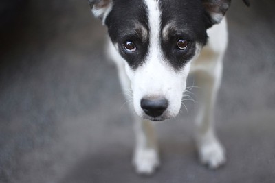 上目遣い、黒白の犬の顔のアップ