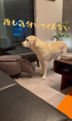 おもちゃを取ってほしそうなきぬちゃん3