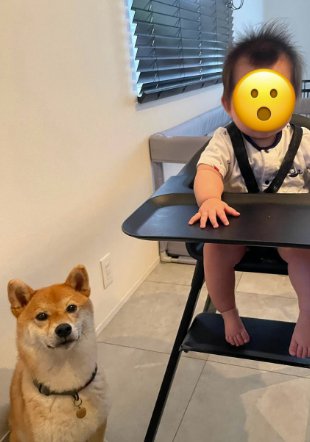 椅子に座る赤ちゃんの横に座る柴犬